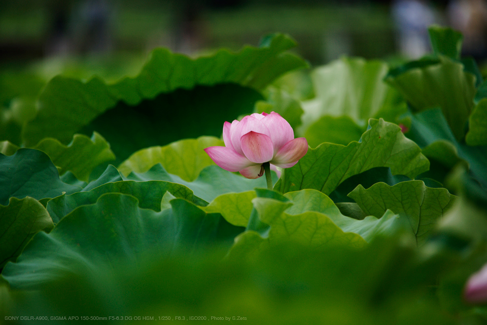 SIGMA（シグマ） APO 150-500mm F5-6.3 DG HSM 実写レビュー | フォト 