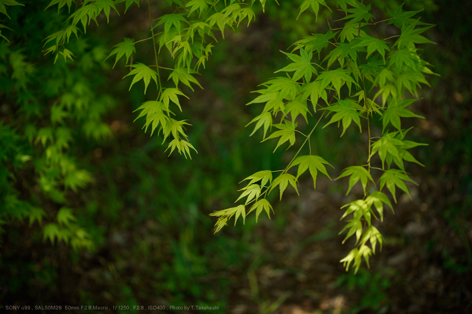 ■SONY(ソニー) 50mm F2.8 Macro SAL50M28