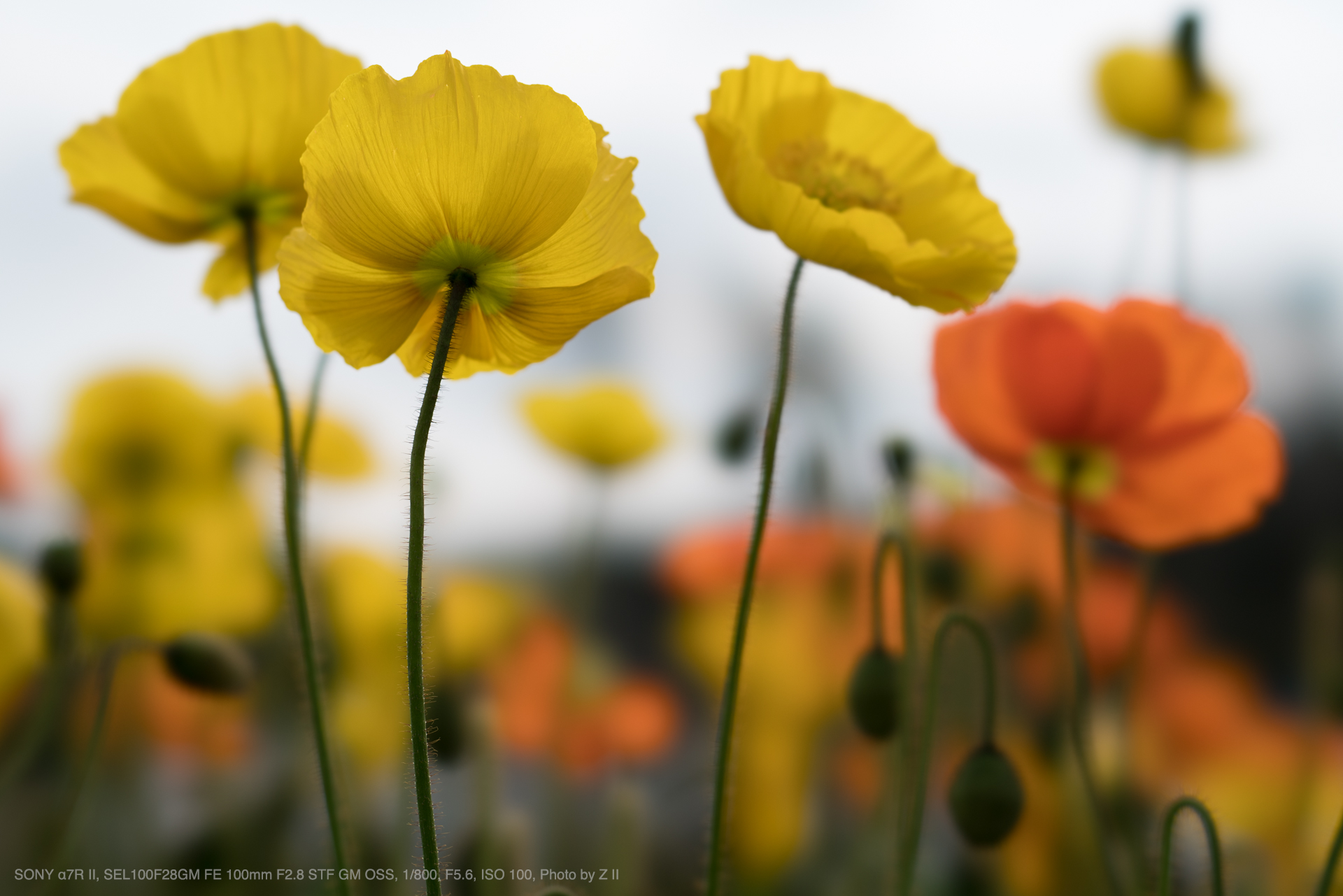 レンズプロテクターを付けますFE100mm f2.8 stf GM