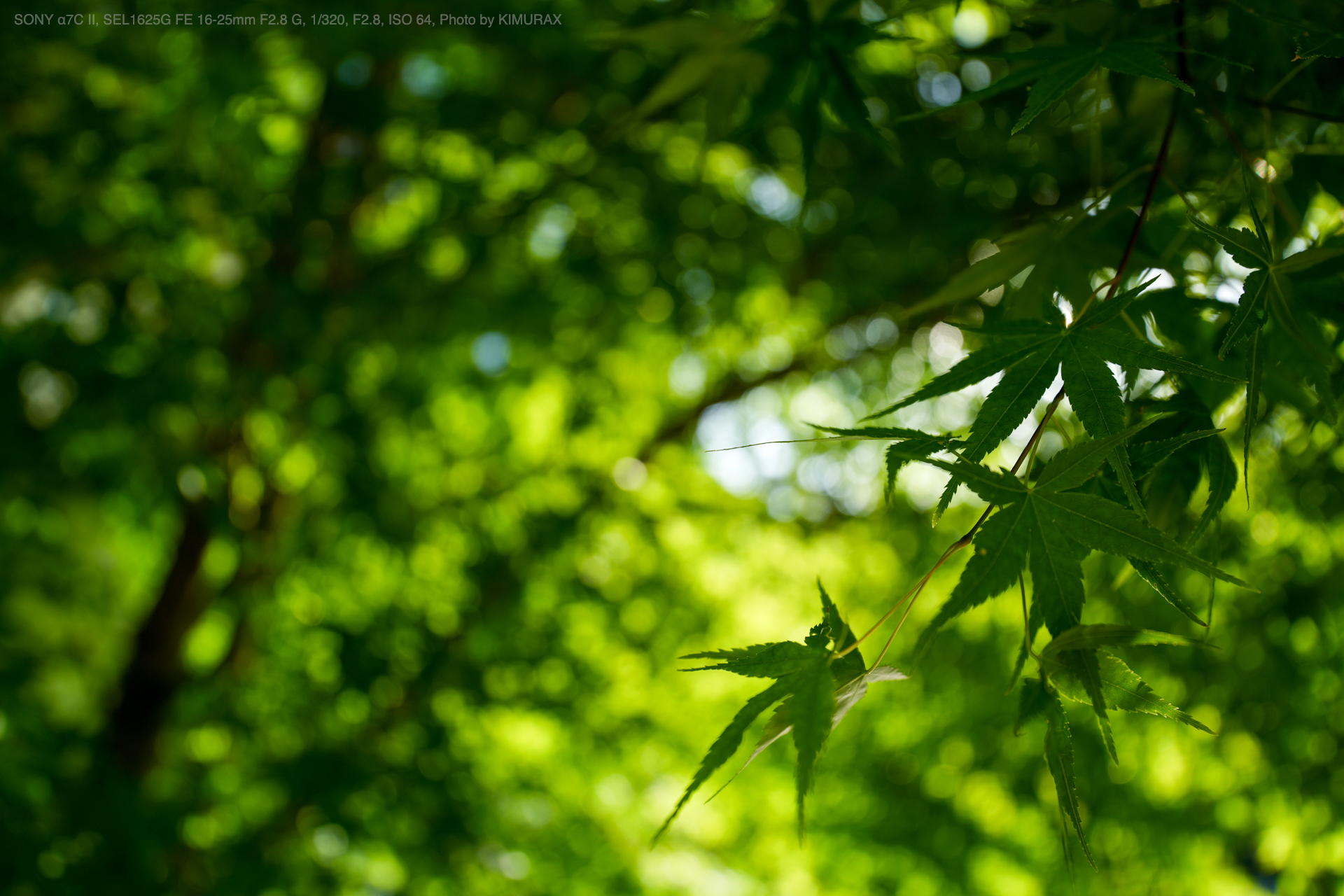 SONY α7C II, SEL1625G FE 16-25mm F2.8 G, Photo by KIMURAX