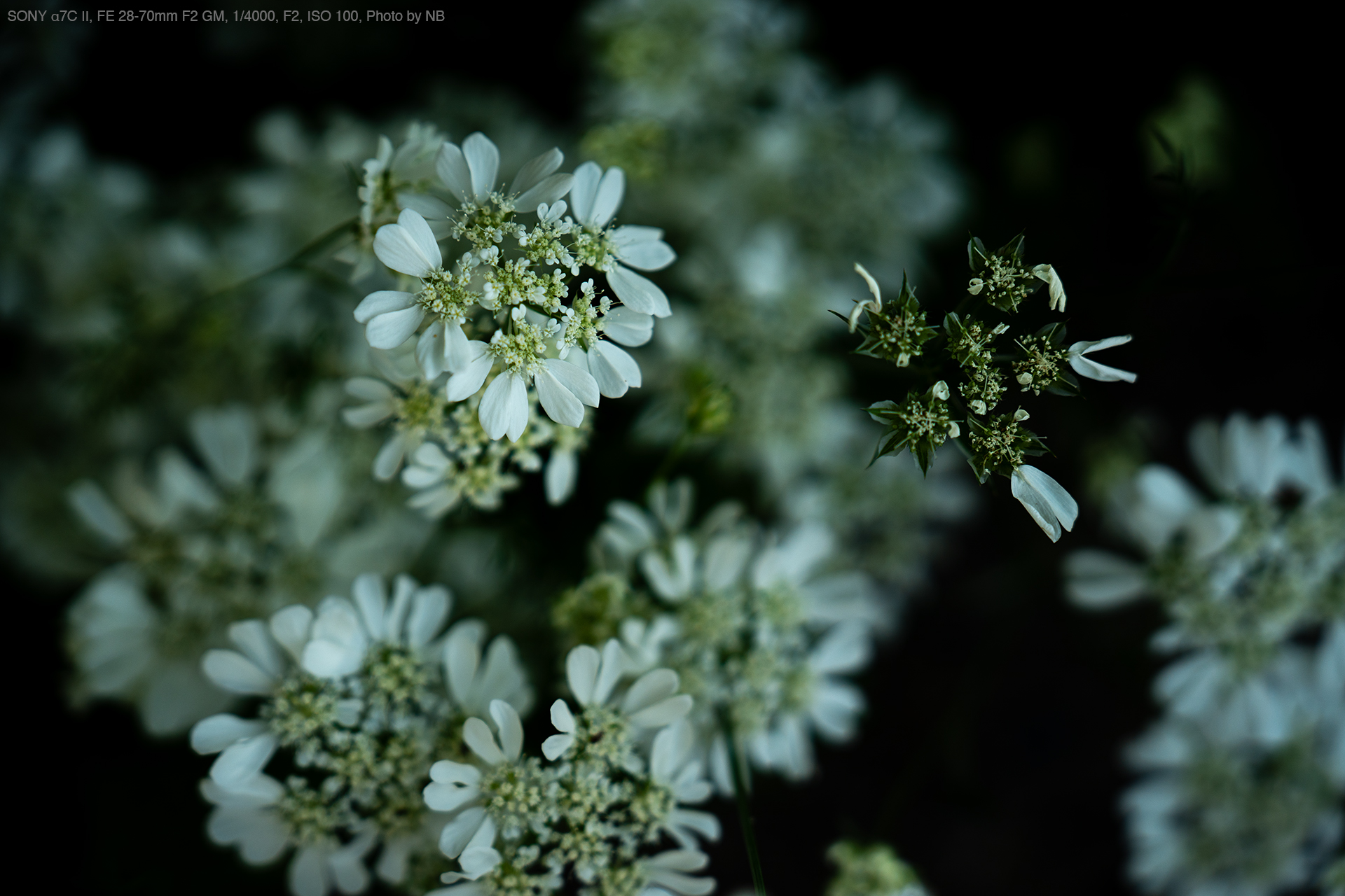 SONY α7C II, FE 28-70mm F2 GM, 1/4000, F2, ISO 100, Photo by NB