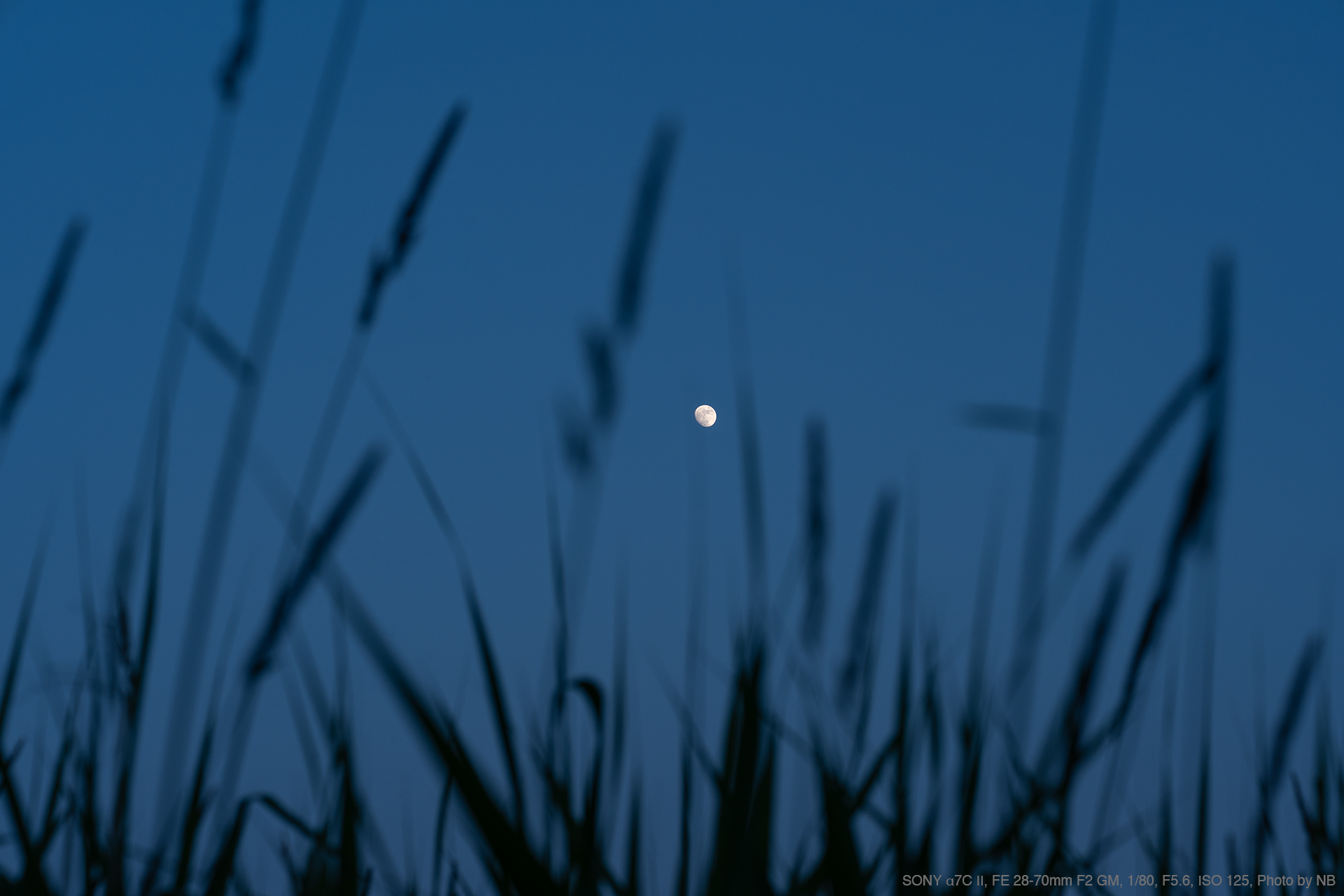 SONY α7C II, FE 28-70mm F2 GM, 1/80, F5.6, ISO 125, Photo by NB