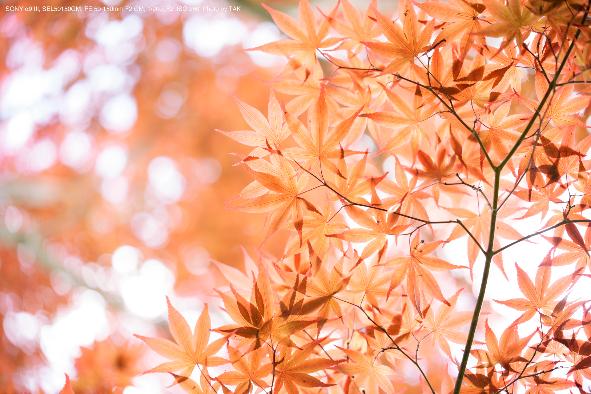 SONY α9 III, SEL50150GM, FE 50-150mm F2 GM, Photo by TAK