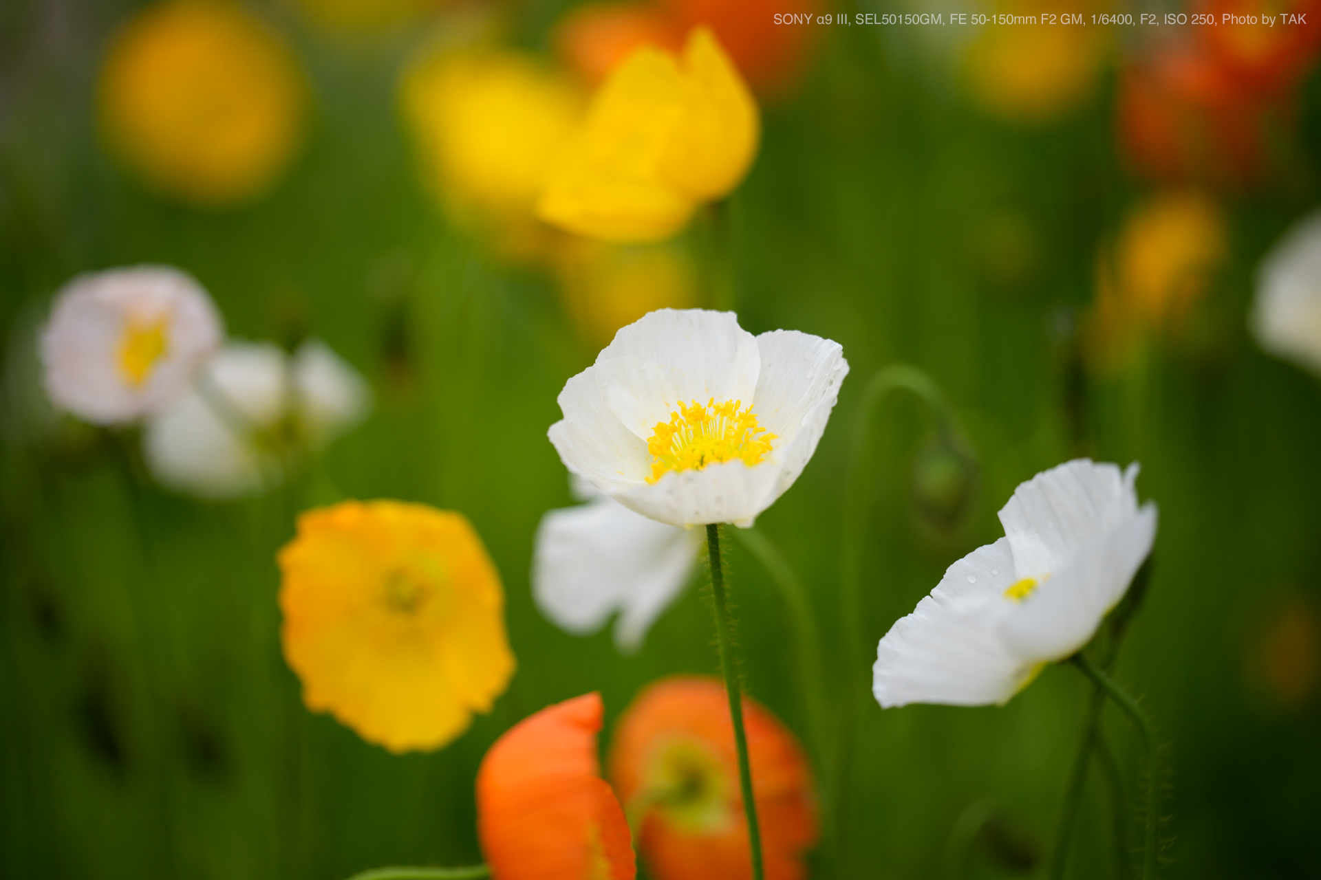 SONY α9 III, SEL50150GM, FE 50-150mm F2 GM, Photo by TAK