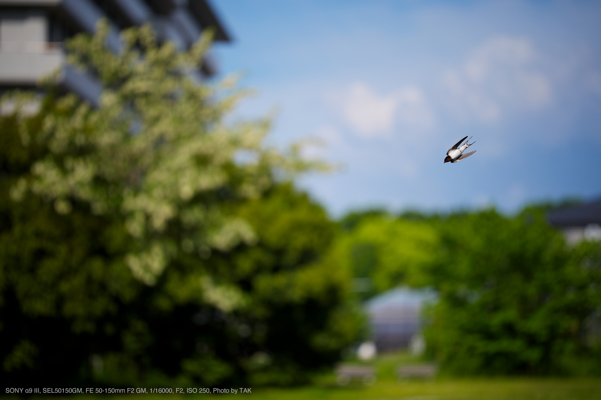 SONY α9 III, SEL50150GM, FE 50-150mm F2 GM, Photo by TAK