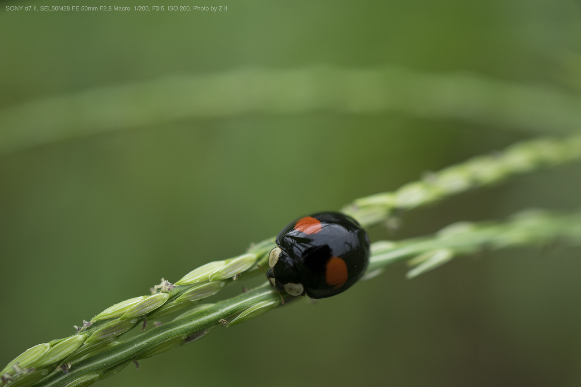 SONY 50mm f2.8 macro