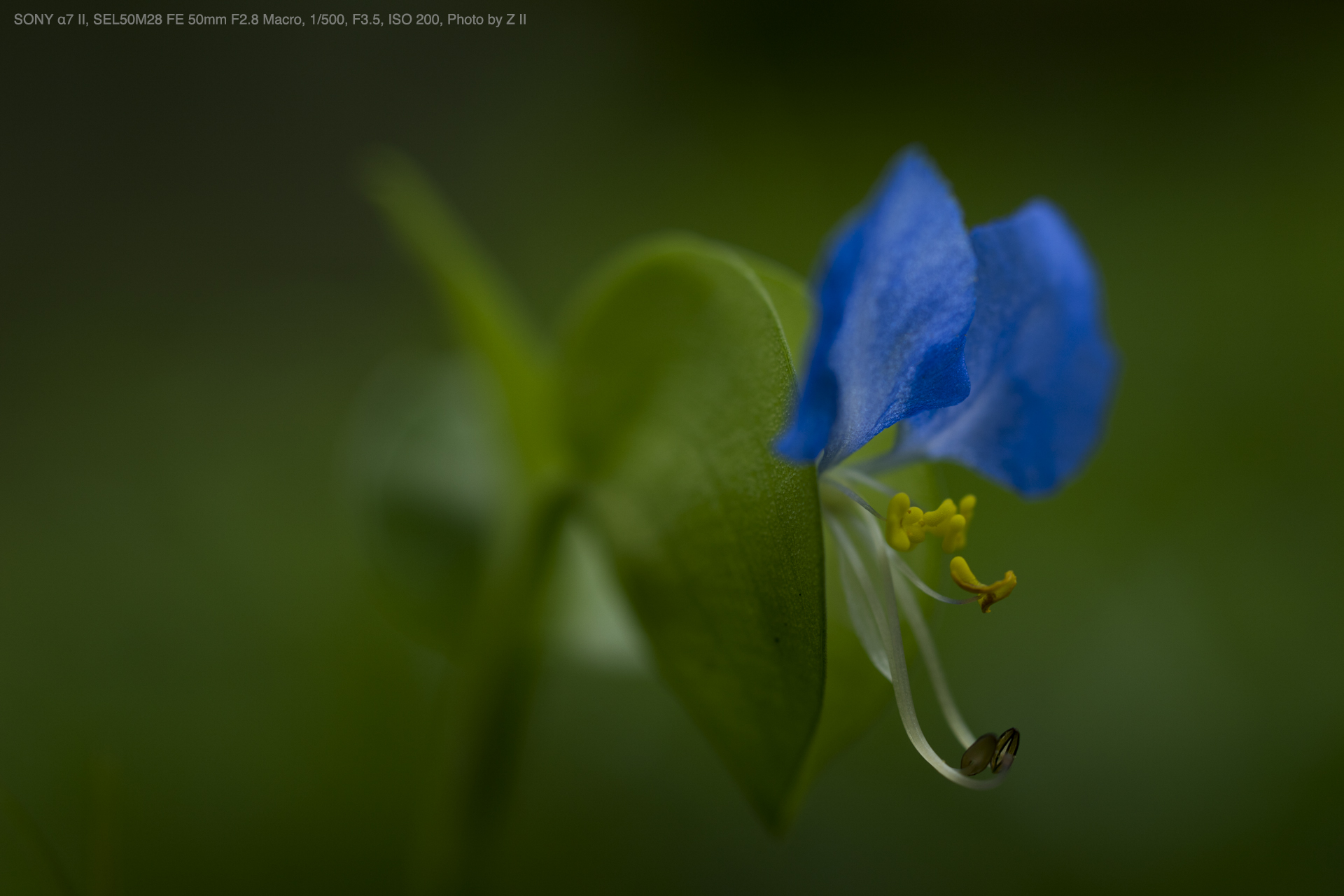 SONY（ソニー） SEL50M28 FE 50mm F2.8 Macro 実写レビュー | フォト 