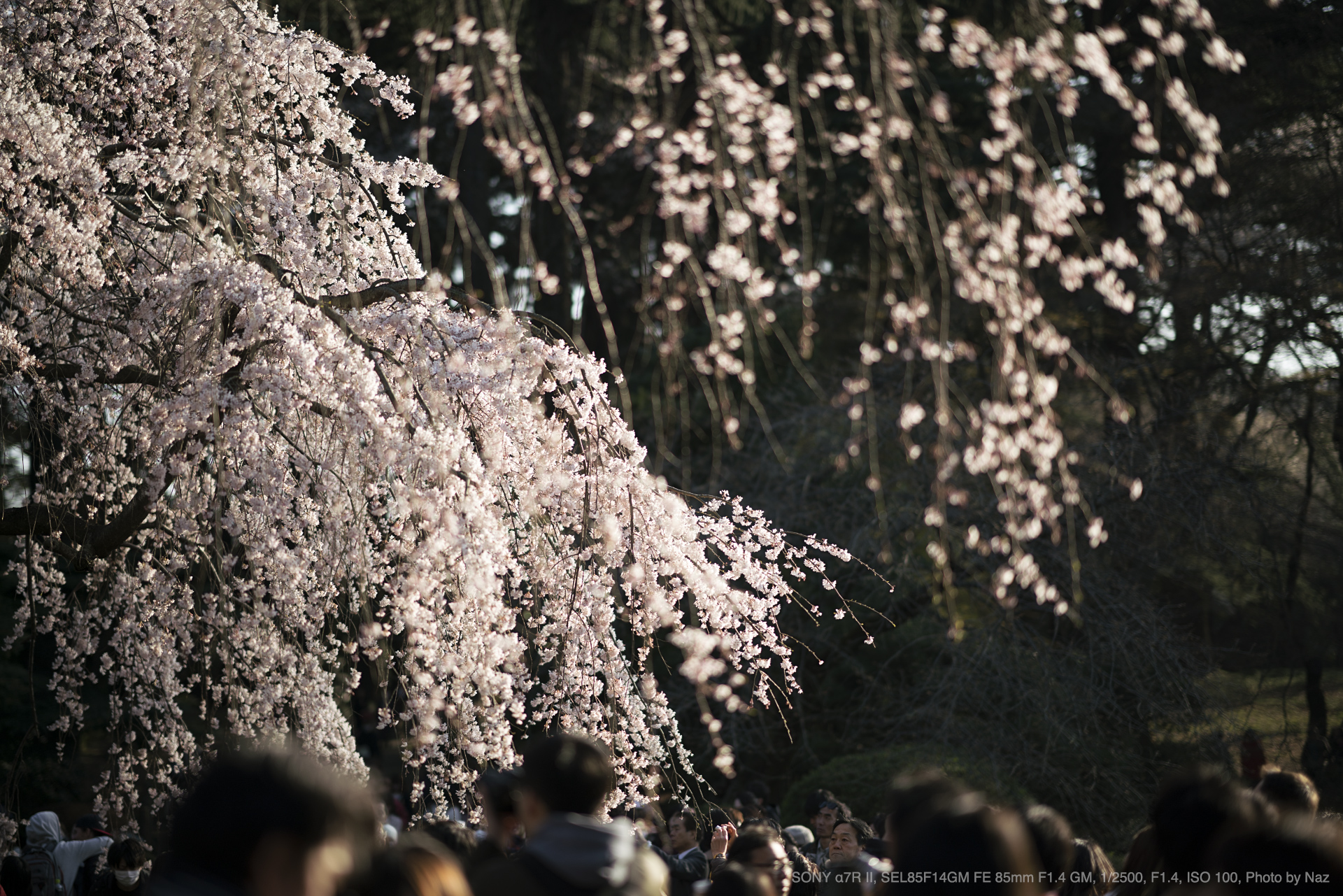 SONY（ソニー） SEL85F14GM FE 85mm F1.4 GM 実写レビュー | フォト ...