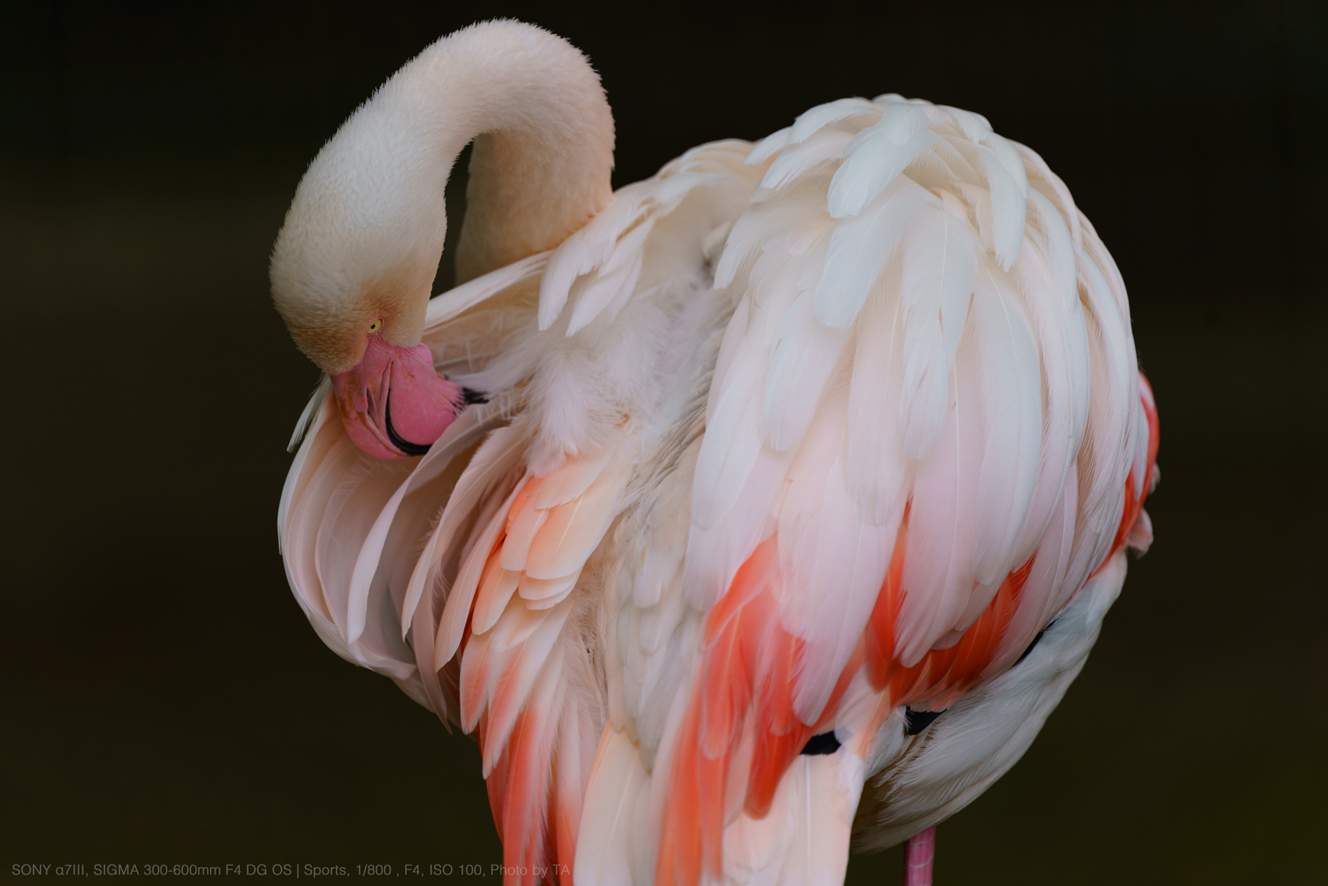 SONY α7III, SIGMA 300-600mm DG OS | Sports, Photo by TA