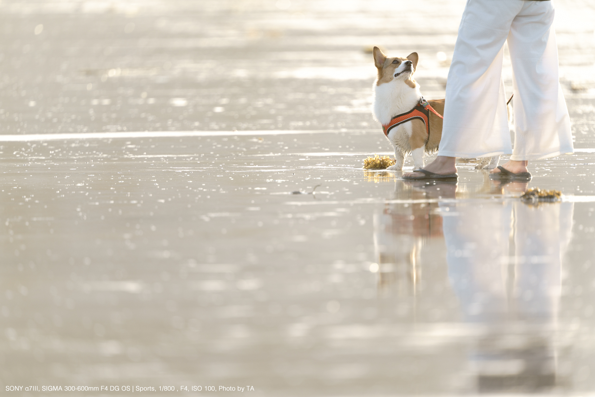 SONY α7III, SIGMA 300-600mm DG OS | Sports, Photo by TA