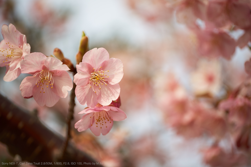 SONY NEX-7, Carl Zeiss Touit 2.8/50M, 1/800, F2.8, ISO 100, Photo by M.Ito